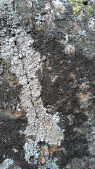 Phaeophyscia sciastra