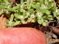 Psilocarphus tenellus