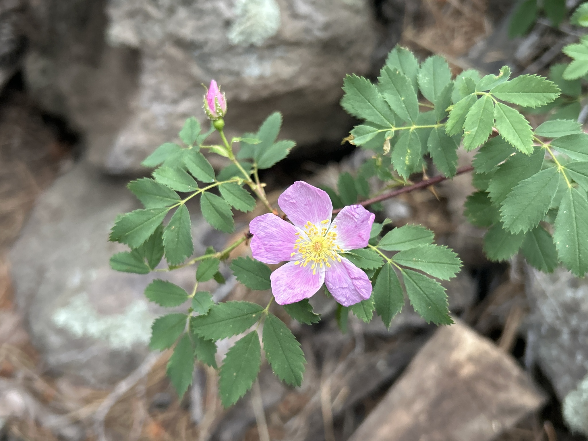 Rosa woodsii