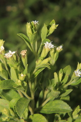 Stevia rebaudiana