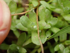 Psilocarphus tenellus