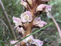 Orobanche amethystea