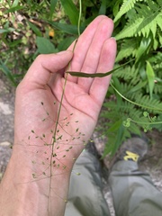 Dichanthelium scoparium