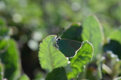 Callophrys viridis