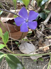 Vinca minor