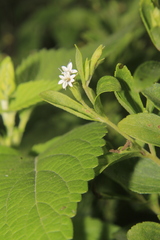 Stevia rebaudiana
