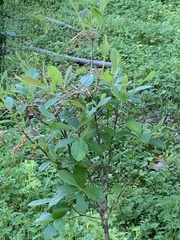 Rhododendron austrinum