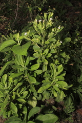Stevia rebaudiana