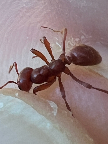 Western Amazon Ant photo 5