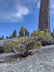 Arctostaphylos patula