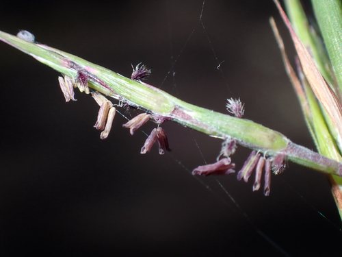 Cymbopogon refractus observed 2026-06-14