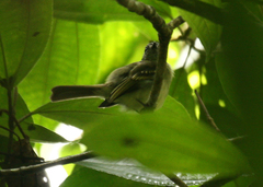 Leptopogon superciliaris