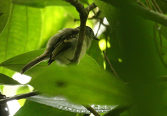 Leptopogon superciliaris