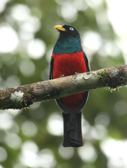 Trogon comptus