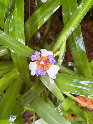Trimezia candida, 2026-06-14
