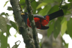 Trogon comptus