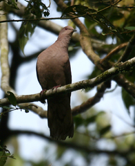 Patagioenas subvinacea