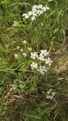 Bifora americana