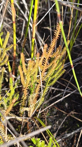 Selaginella uliginosa, photograph 3