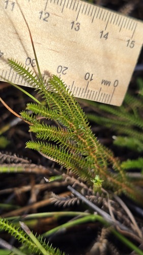 Selaginella uliginosa, photograph 4
