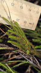 Selaginella uliginosa, photograph (c) Petra Holland, some rights reserved (CC BY)