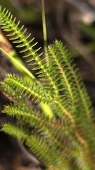Selaginella uliginosa, photograph (c) Petra Holland, some rights reserved (CC BY)