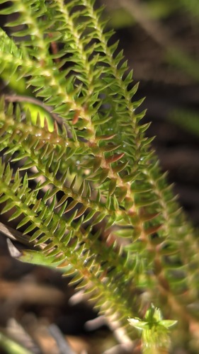 Selaginella uliginosa, photograph 5