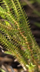 Selaginella uliginosa, photograph (c) Petra Holland, some rights reserved (CC BY)