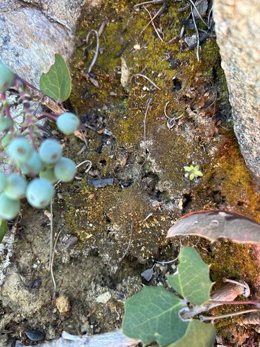 Weissia ligulifolia