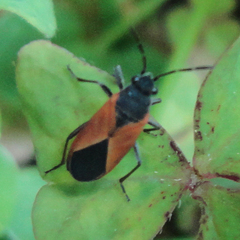 Melanopleurus inflatus