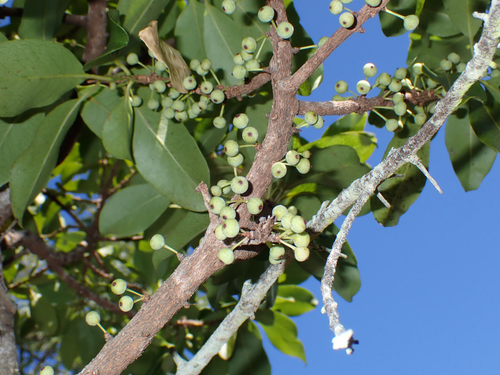 Myrsine lanaiensis observed 2026-06-14
