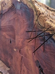 Sequoiadendron giganteum