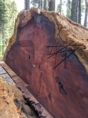 Sequoiadendron giganteum