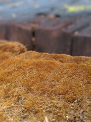 Sequoiadendron giganteum