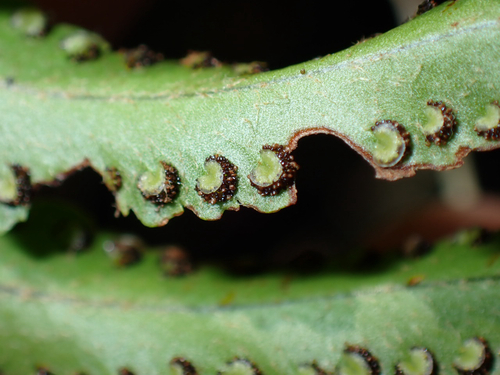 Nephrolepis brownii observed 2026-06-14