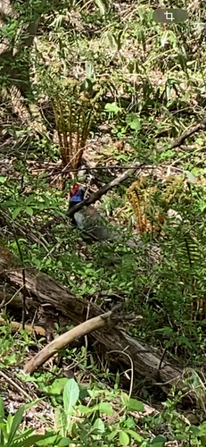 Green Pheasant