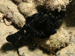 Coriocella nigra
