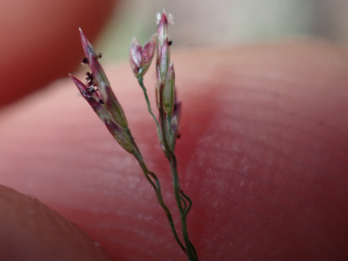Eragrostis pilosa observed 2026-06-14