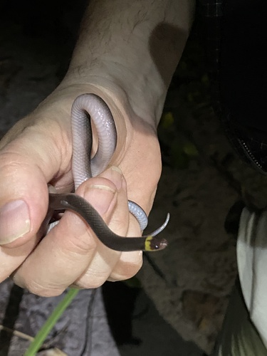 Guanaja Longtail Snake