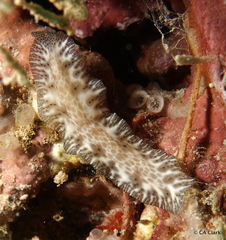 Maritigrella fuscopunctata
