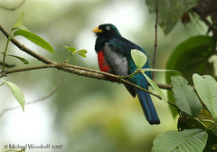 Trogon comptus