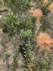 Oenothera cinerea cinerea