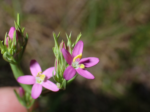 Centaurium erythraea observed 2026-06-14