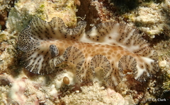 Maritigrella fuscopunctata