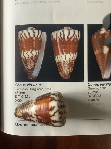 Conus vitulinus observed 2026-06-12