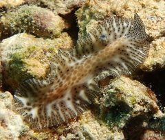 Maritigrella fuscopunctata
