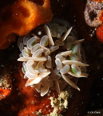 Fimbriaphyllia paraancora