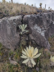 Espeletia pycnophylla