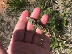 Oenothera cinerea cinerea