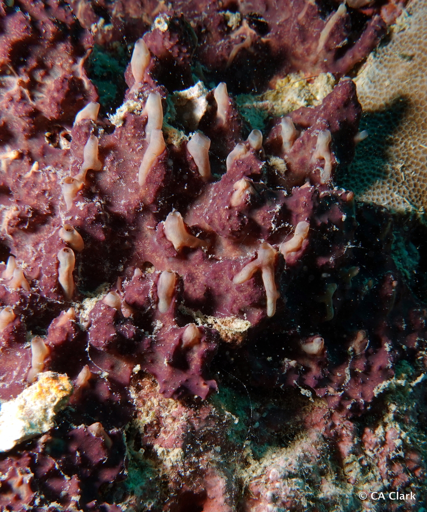 Aplysinella